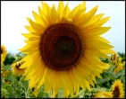Flowers wallpaper 109