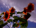 Flowers wallpaper 114