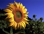 flowers wallpaper 117