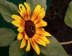 flowers wallpaper 118
