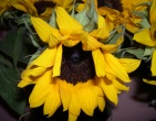 flowers wallpaper 119