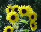 Flowers wallpaper 122