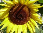 Flowers wallpaper 123
