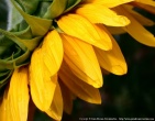 Flowers wallpaper 125