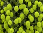 Flowers wallpaper 126