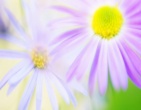 Flowers wallpaper 127