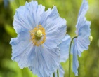 Flowers wallpaper 129
