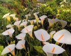 Flowers wallpaper 130
