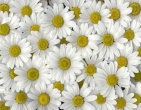 Flowers wallpaper 131