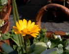 Flowers wallpaper 134