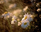 flowers wallpaper 137