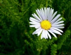 flowers wallpaper 138