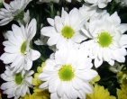 Flowers wallpaper 141