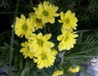 flowers wallpaper 142