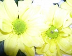 Flowers wallpaper 144