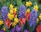 flowers wallpaper 145