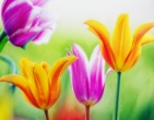 Flowers wallpaper 146