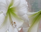 Flowers wallpaper 147