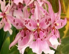 Flowers wallpaper 148