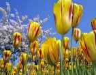 Flowers wallpaper 149