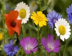 Flowers wallpaper 150