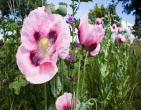 Flowers wallpaper 151