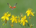 Flowers wallpaper 154