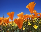 Flowers wallpaper 156