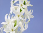 Flowers wallpaper 157