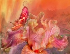 Flowers wallpaper 161