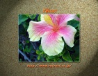 Flowers wallpaper 163