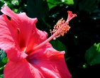 Flowers wallpaper 164