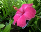Flowers wallpaper 165