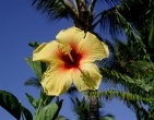 Flowers wallpaper 167