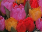 Flowers wallpaper 168