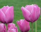 Flowers wallpaper 169