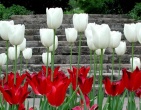 Flowers wallpaper 170