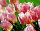 flowers wallpaper 171