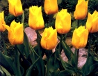 Flowers wallpaper 172