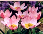 Flowers wallpaper 173