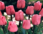 Flowers wallpaper 174