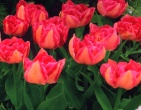 Flowers wallpaper 175