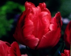 Flowers wallpaper 176