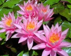Flowers wallpaper 178