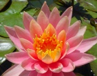 Flowers wallpaper 179