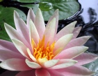 Flowers wallpaper 180