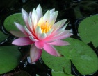 Flowers wallpaper 182