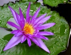 Flowers wallpaper 183