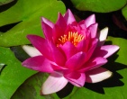 Flowers wallpaper 184