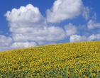 nature wallpaper 001
